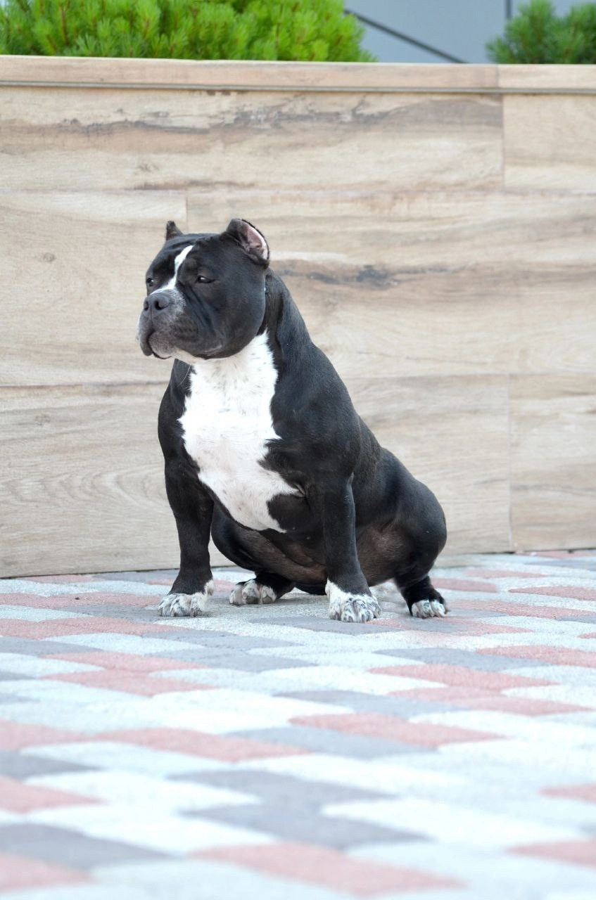 вязка булли стандарт в Сочи