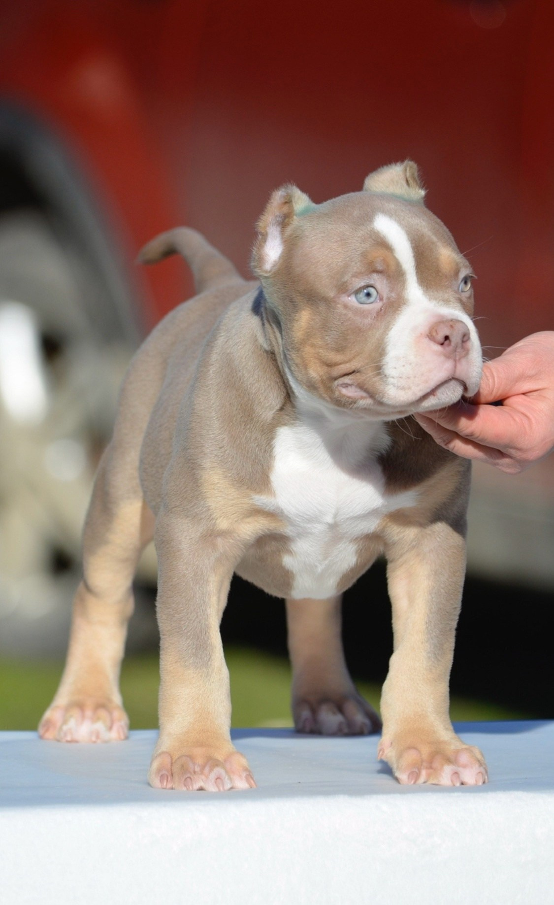 кобель на вязку American Bully в Иркутске