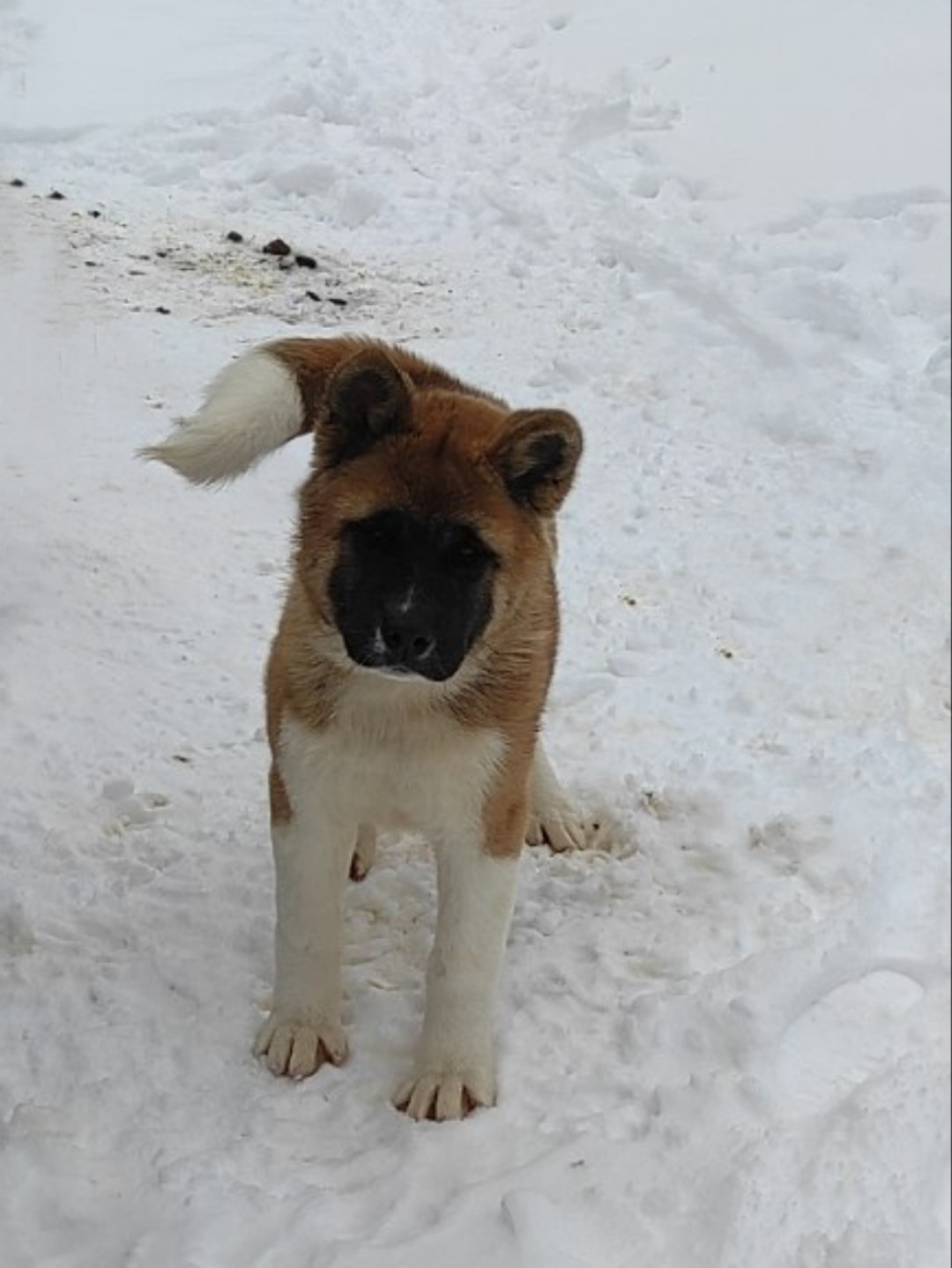 щенки Акита американская купить санкт-петербург питомник RUBYLIGHT BIYA & Dilinze's Hause Orion