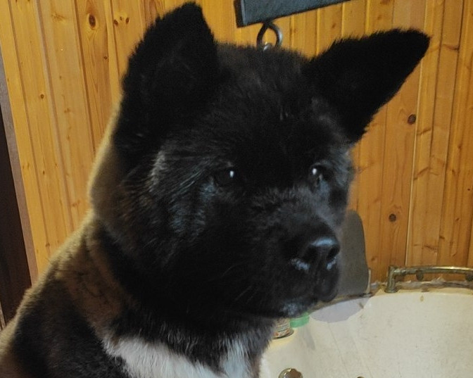 GLORIOUS LION MERCEDES Шуга , Американская акита Санкт-Петербург, питомник RUBYLIGHT , щенки американская акита амакита акита ину