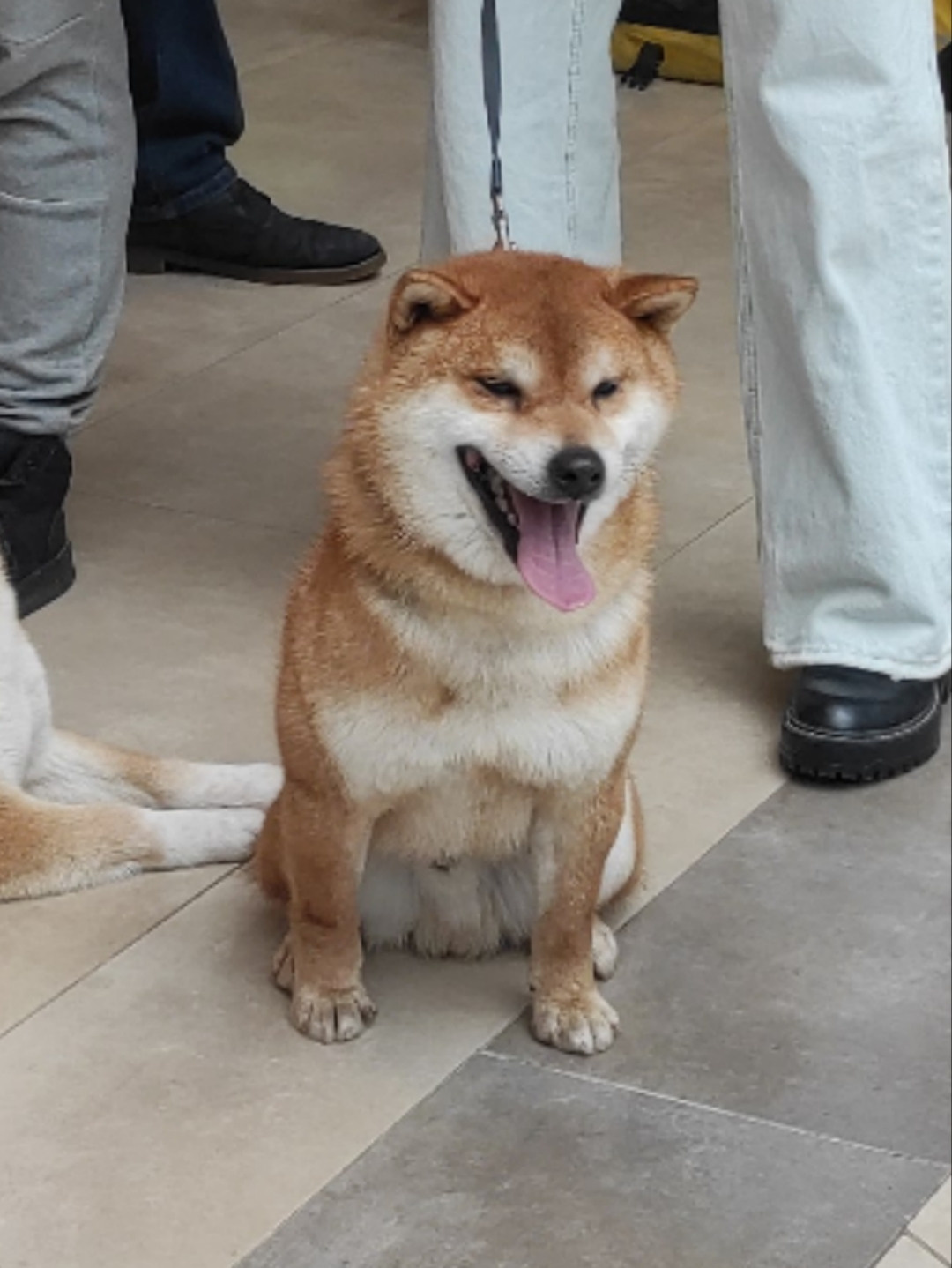 Кобель для вязки сиба Санкт-Петербург питомник Рубилайт Rubylight Тор * Exceligmos Victor