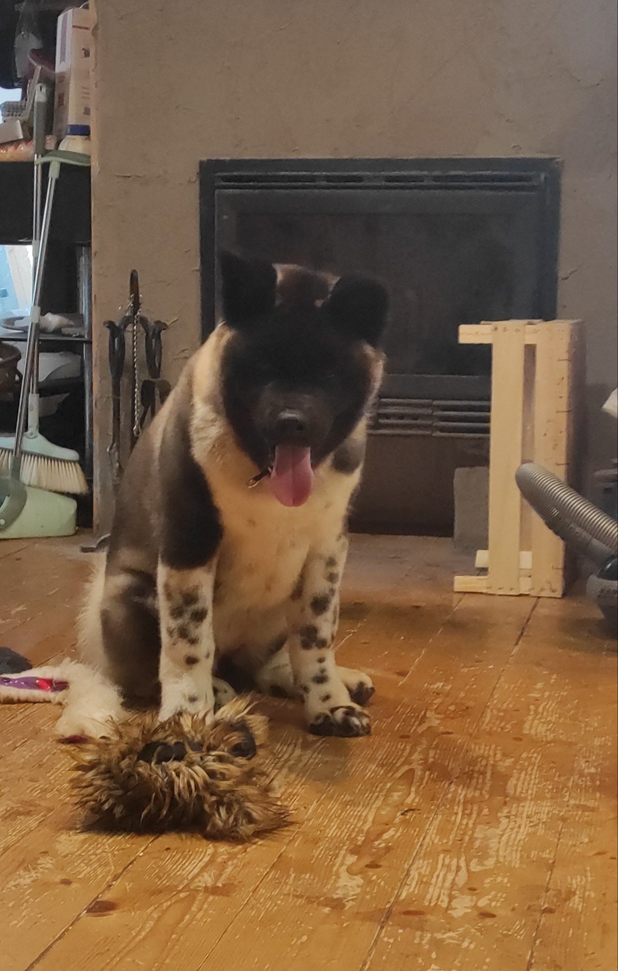 GLORIOUS LION MERCEDES Шуга , Американская акита Санкт-Петербург, питомник RUBYLIGHT , щенки американская акита амакита акита ину