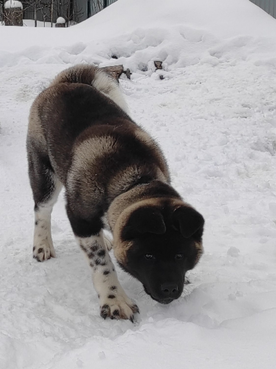 GLORIOUS LION MERCEDES Шуга , Американская акита Санкт-Петербург, питомник RUBYLIGHT , щенки американская акита амакита акита ину