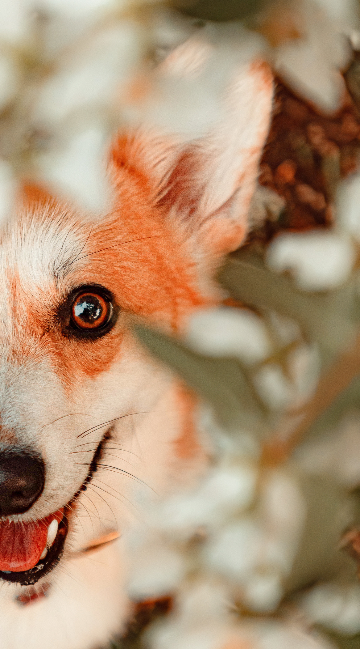 Ежа и Даша в Нескучном саду. Фотограф — анималист Саратов/Москва|Плужникова Юлия