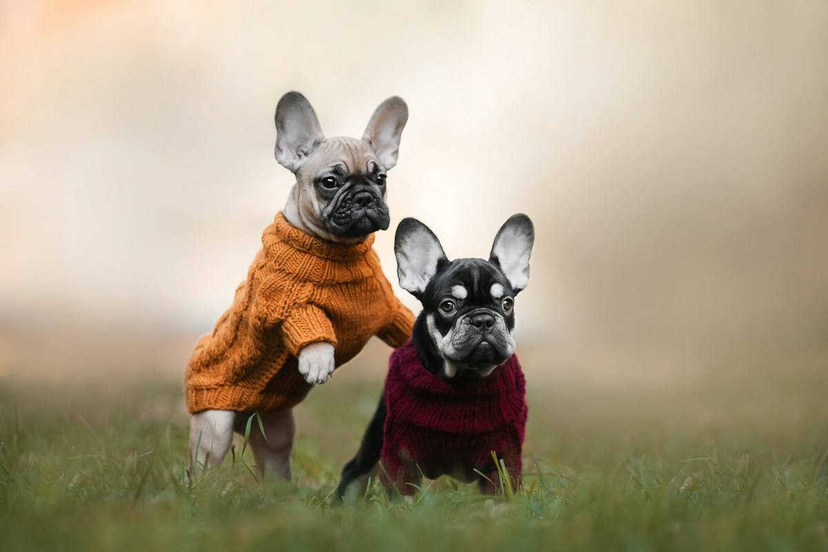 Как я выбираю, на какой объектив снимать животных?