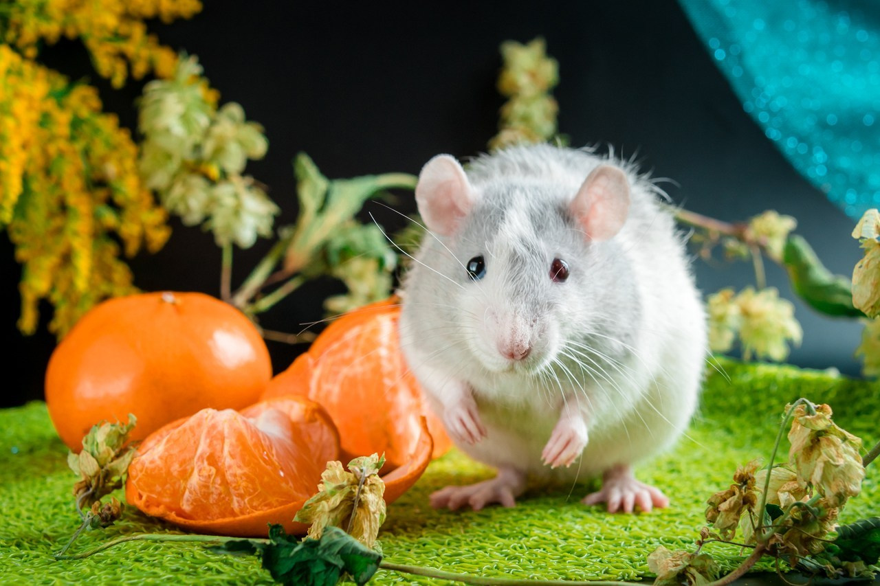 Ваш фотограф в Санкт-Петербурге. Фотограф Светлана Пажильцева