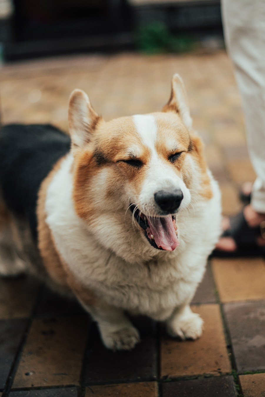 Годик | на даче