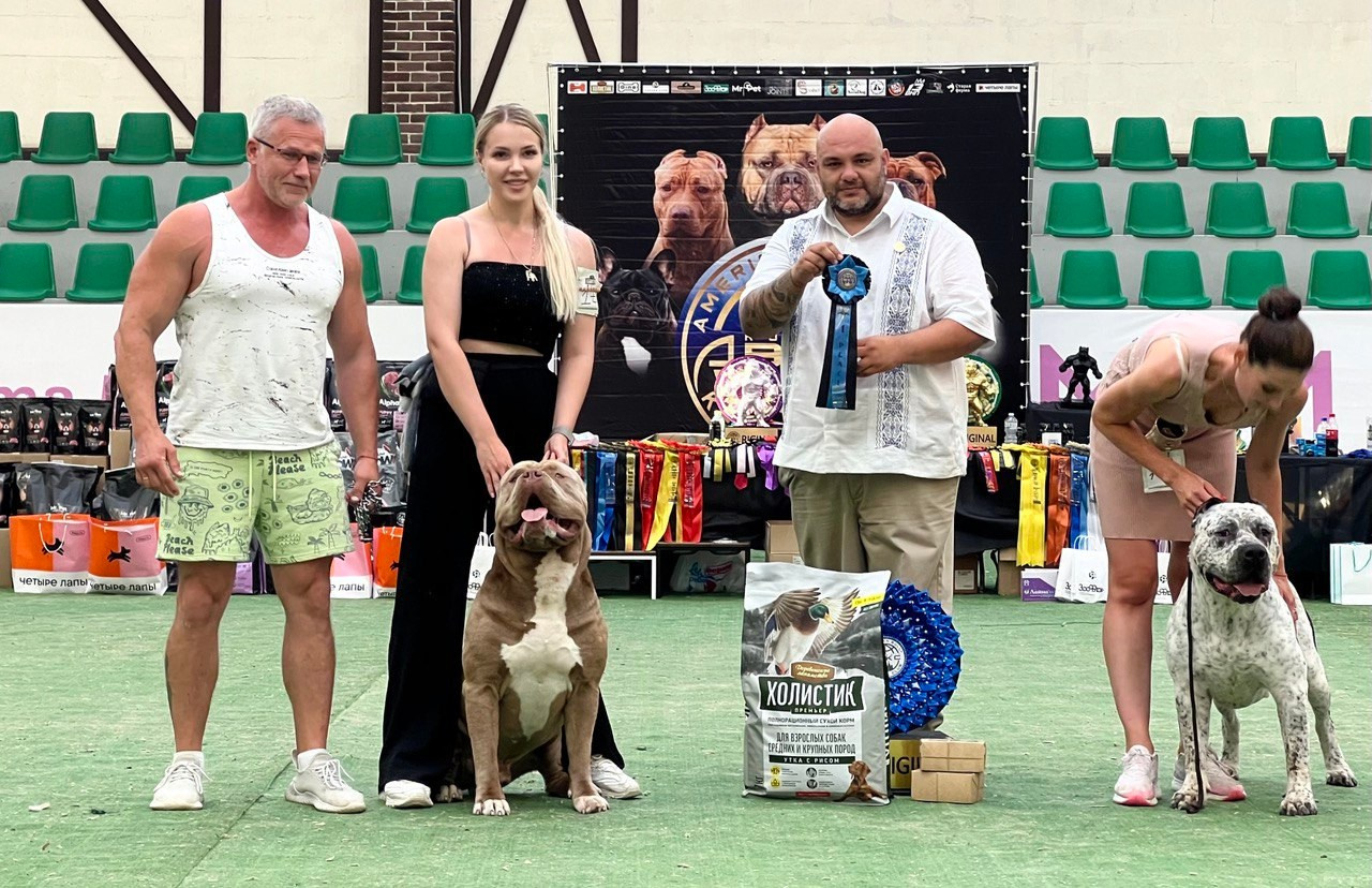 American Bully Merle XL Puppy	in Poznan, American Bully puppy marble color XL	in Poznan, American Bully puppy with different eyes XL	in Poznan, American bully puppy multicolored XL	in Poznan, American bully puppy marble color XL	in Poznan, Buy an American Bully XL puppy	in Lodz, American bully puppy	in Lodz, The official Ambully XL nursery	in Lodz, 