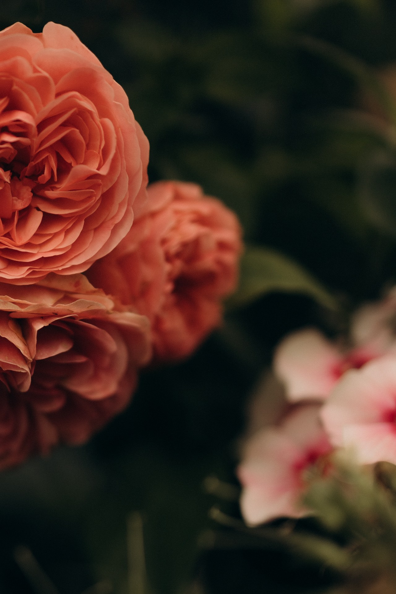 Фотопроект «Время Роз». Семейный фотограф в Ижевске Даша Денисова