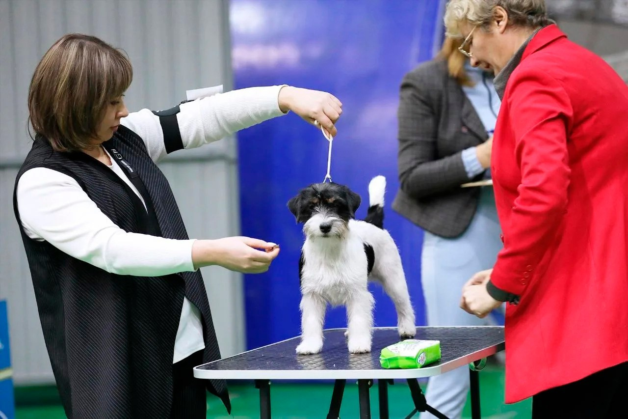 Port Fortis Destiny Of Love