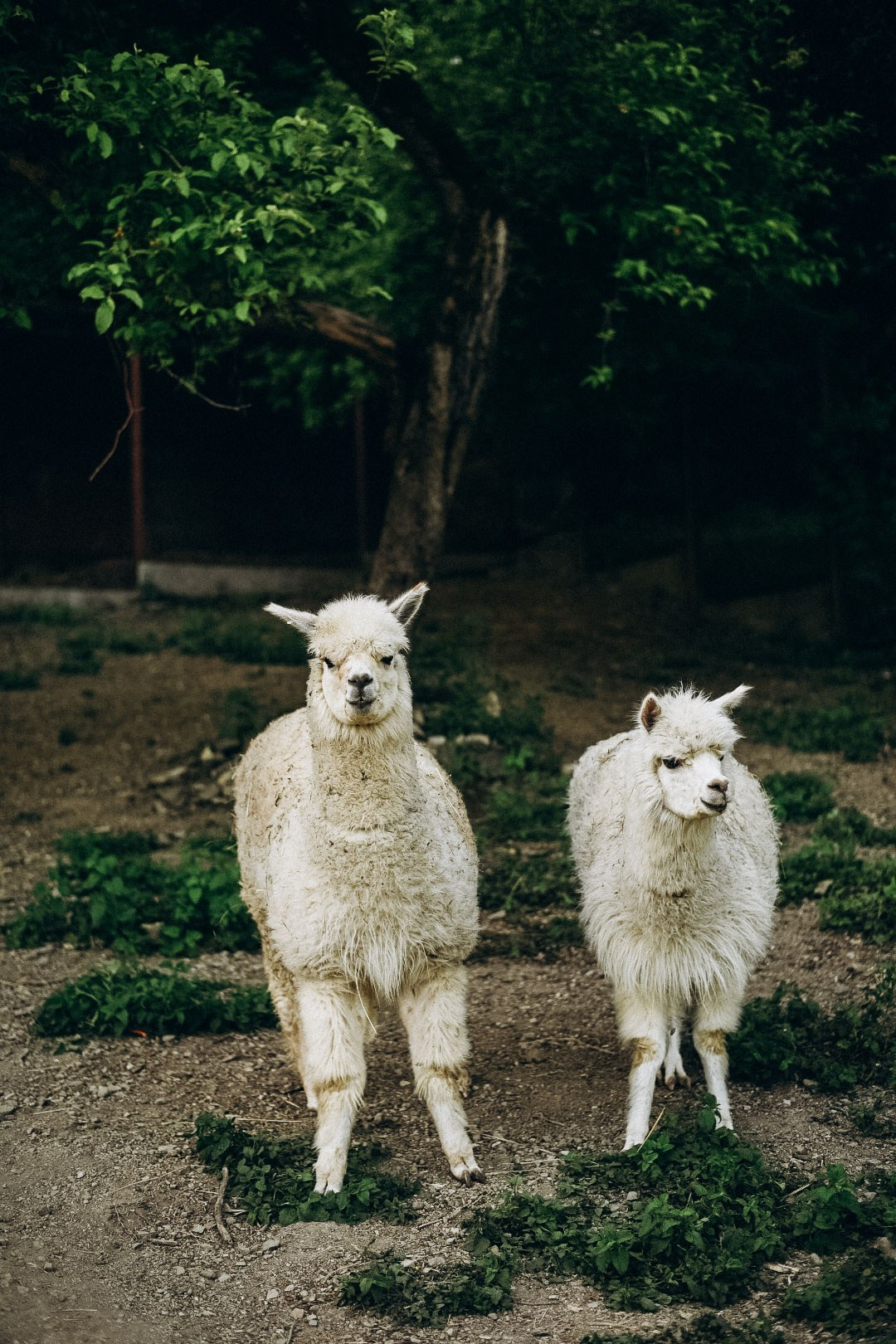 Эко-парк Каткова. Фотограф в Сочи — Маргарита Поганова