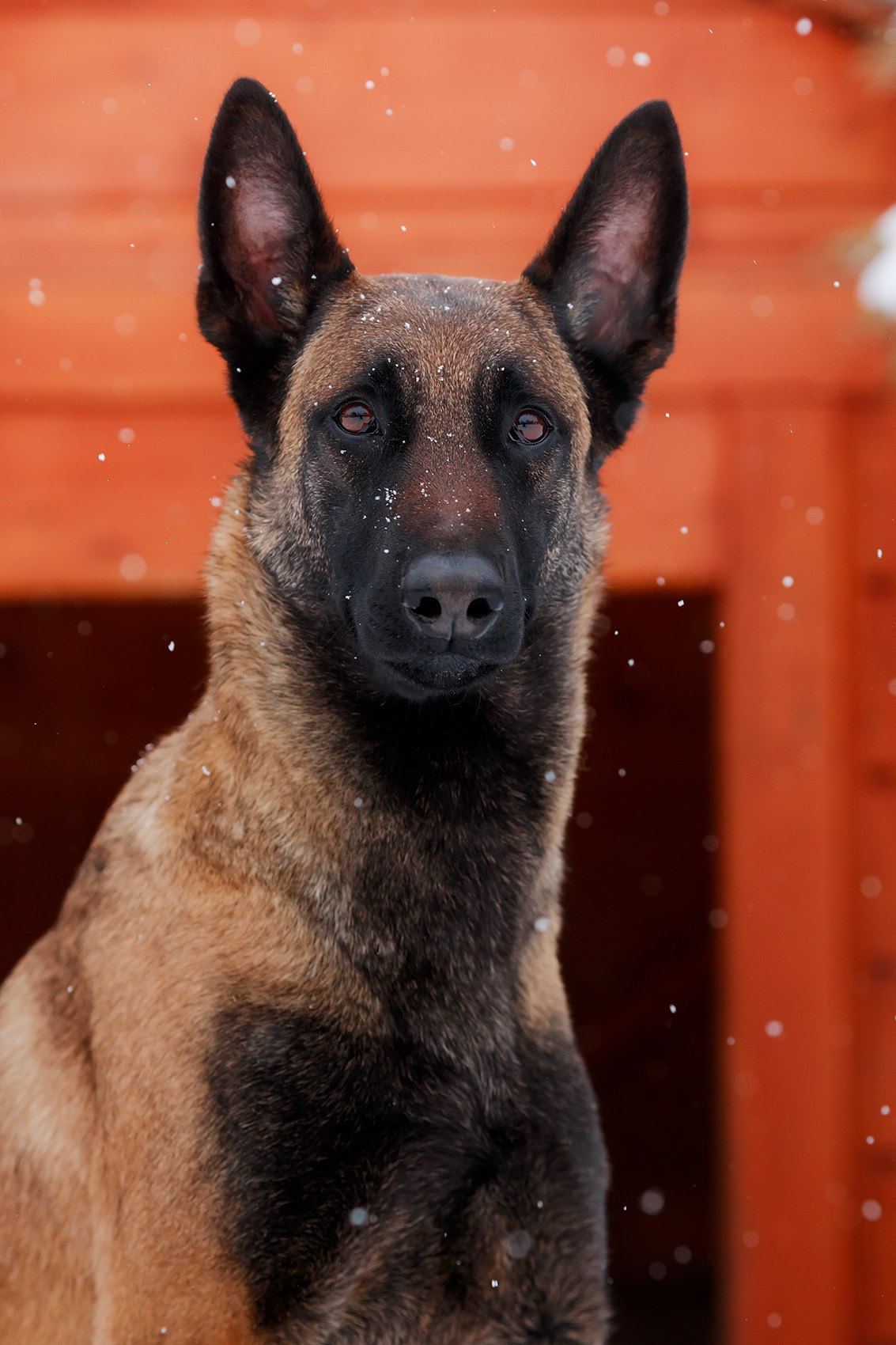 Зимние портреты. Фотограф-анималист Mary Mart — Москва, Питер