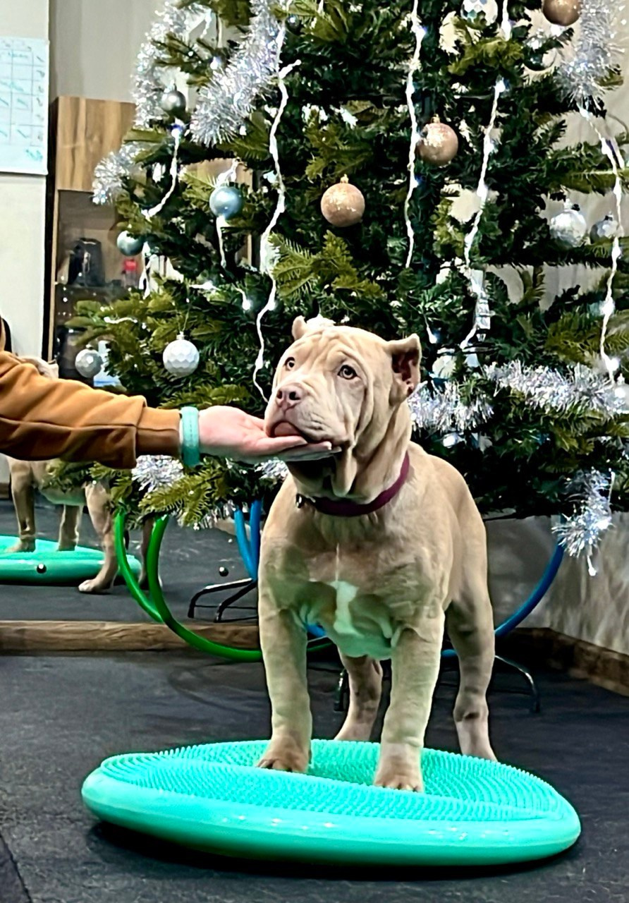 Hunter&Queenie, 10.09.25. Американские булли XL в г. Калининград. Питомник Great Bully UNIVERSE