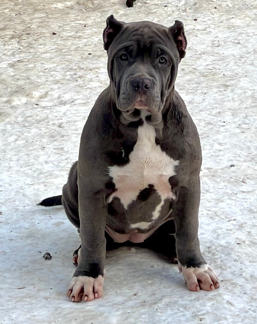 Hunter&Queenie, 10.09.25. Американские булли XL в г. Калининград. Питомник Great Bully UNIVERSE