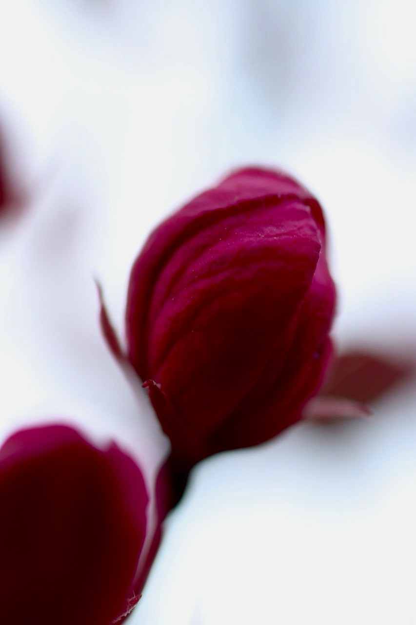 Макро. Фотографирую мир