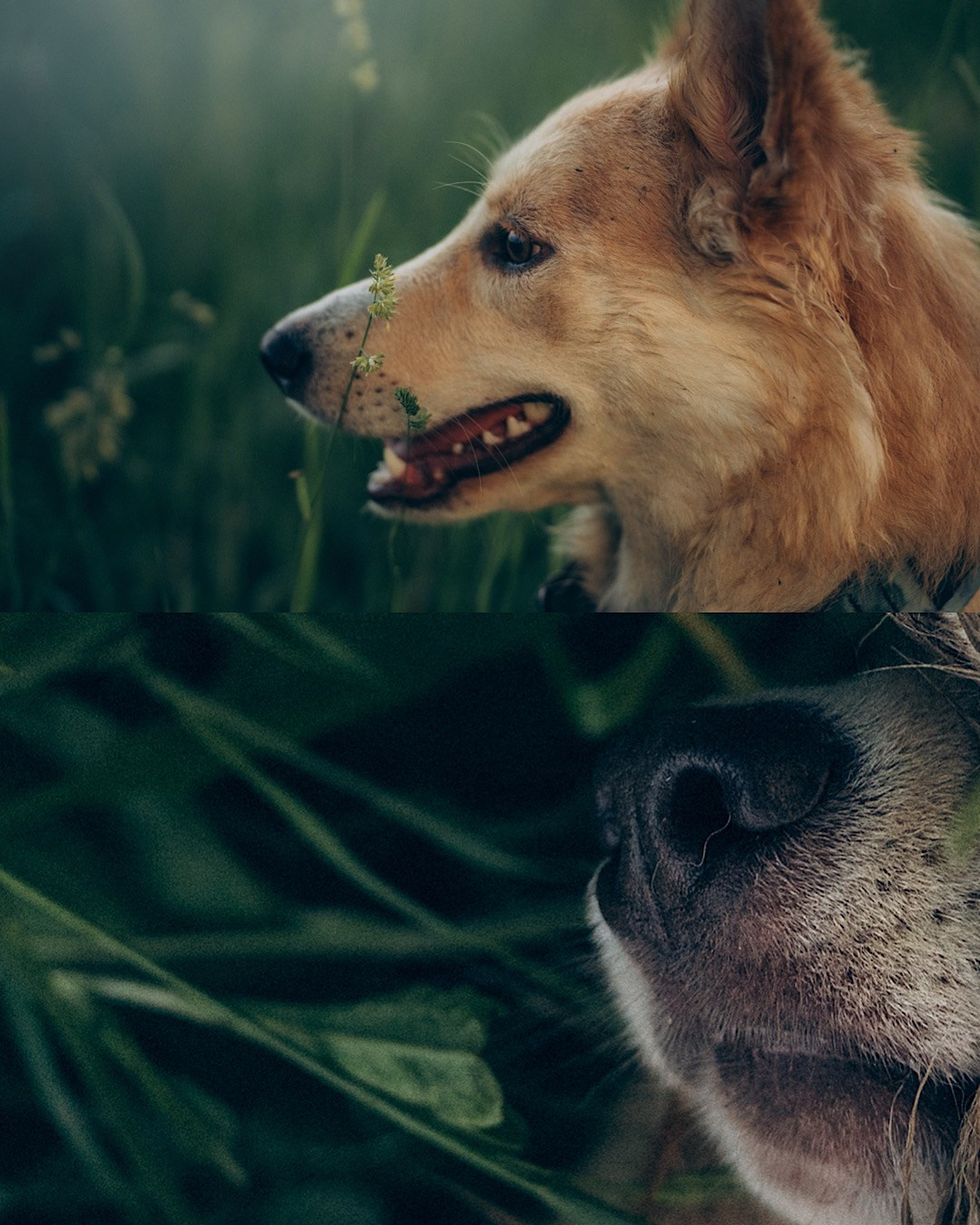 Соня и Кора. Фотограф анималист в Москве и Санкт-Петербурге Свиридова Анна