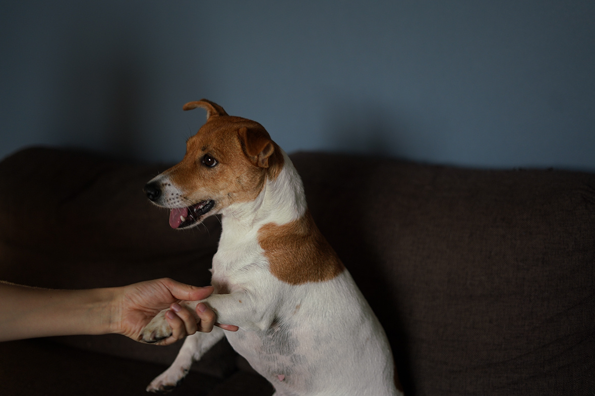 Фотосессия беременной дома - Анн Бортникова. Видеограф в Москве Анна Бортникова