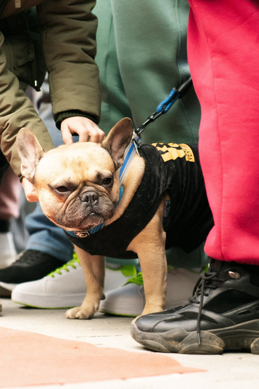 Парад Бульдогов. Axenov_eugene