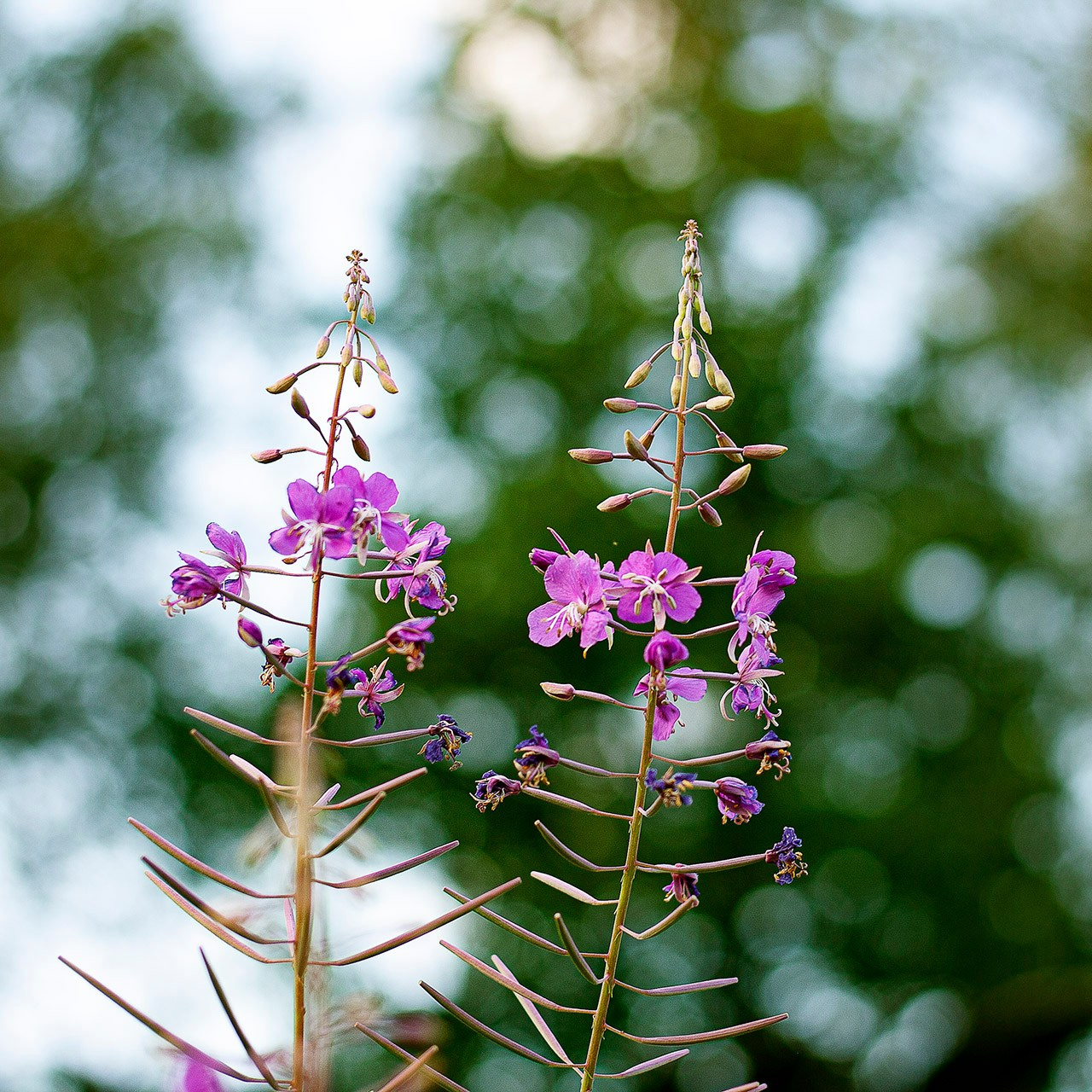 Травы. Природа севера