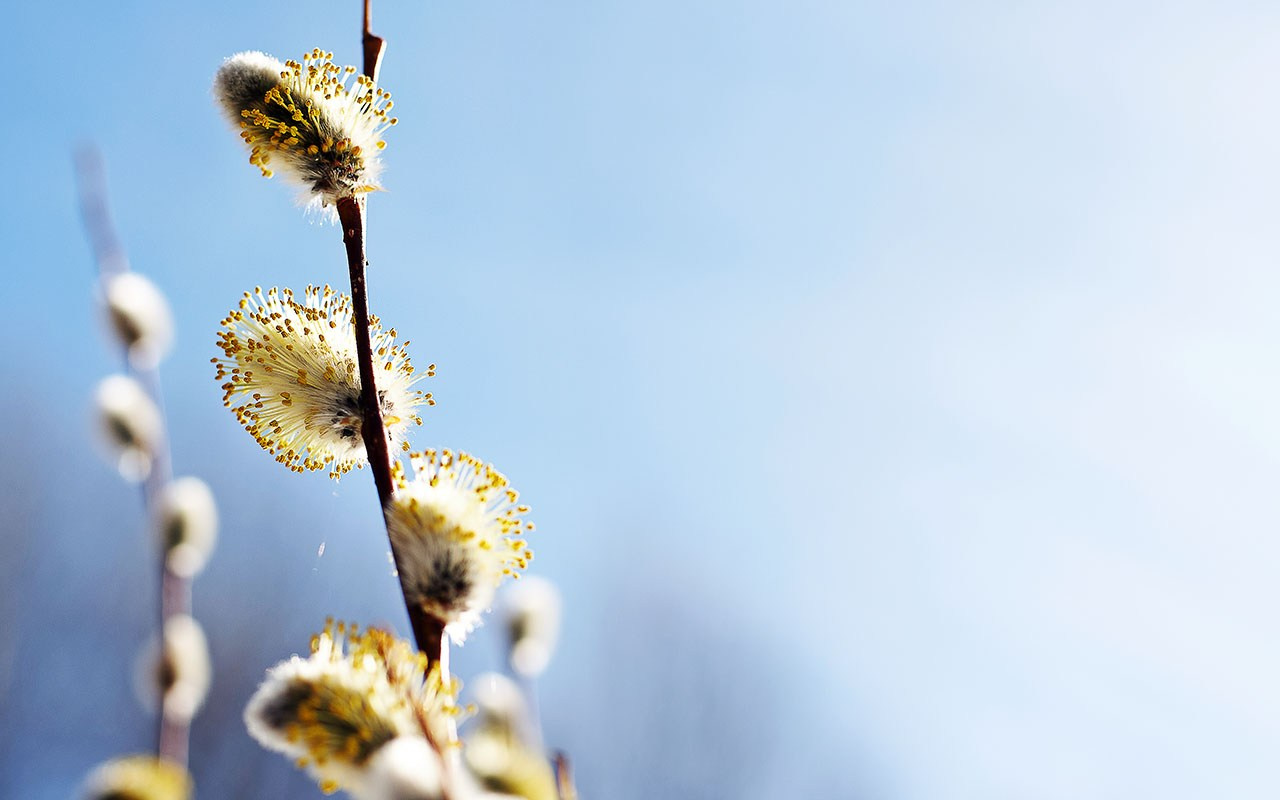 Кустарники. Природа севера