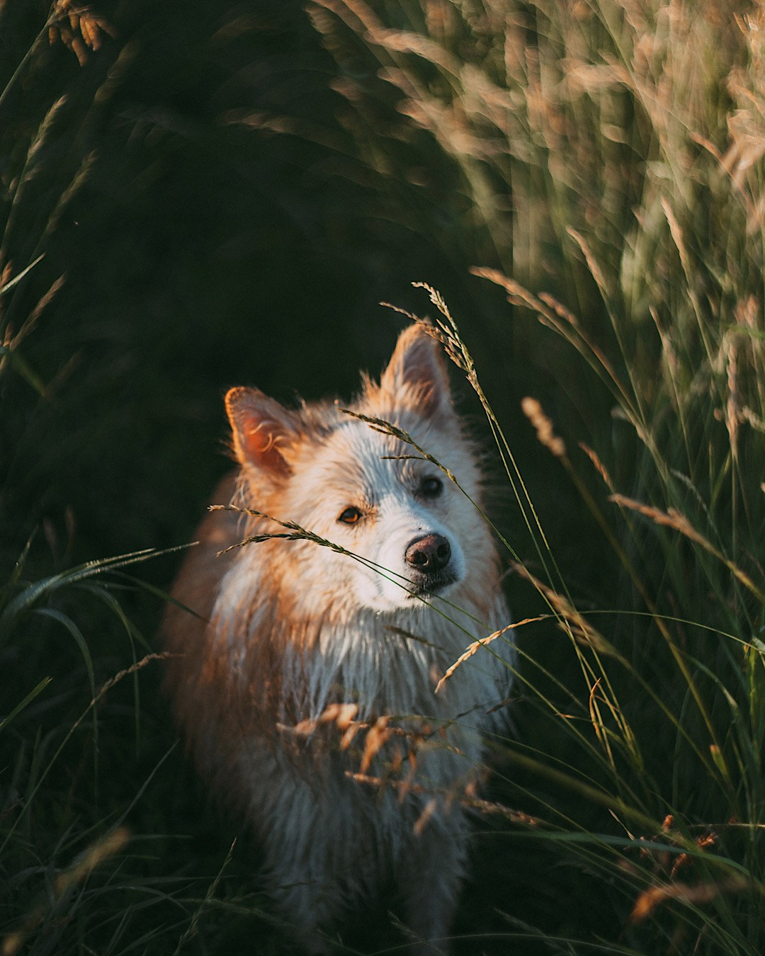 Рина и Марси. Фотограф анималист в Москве и Санкт-Петербурге Свиридова Анна
