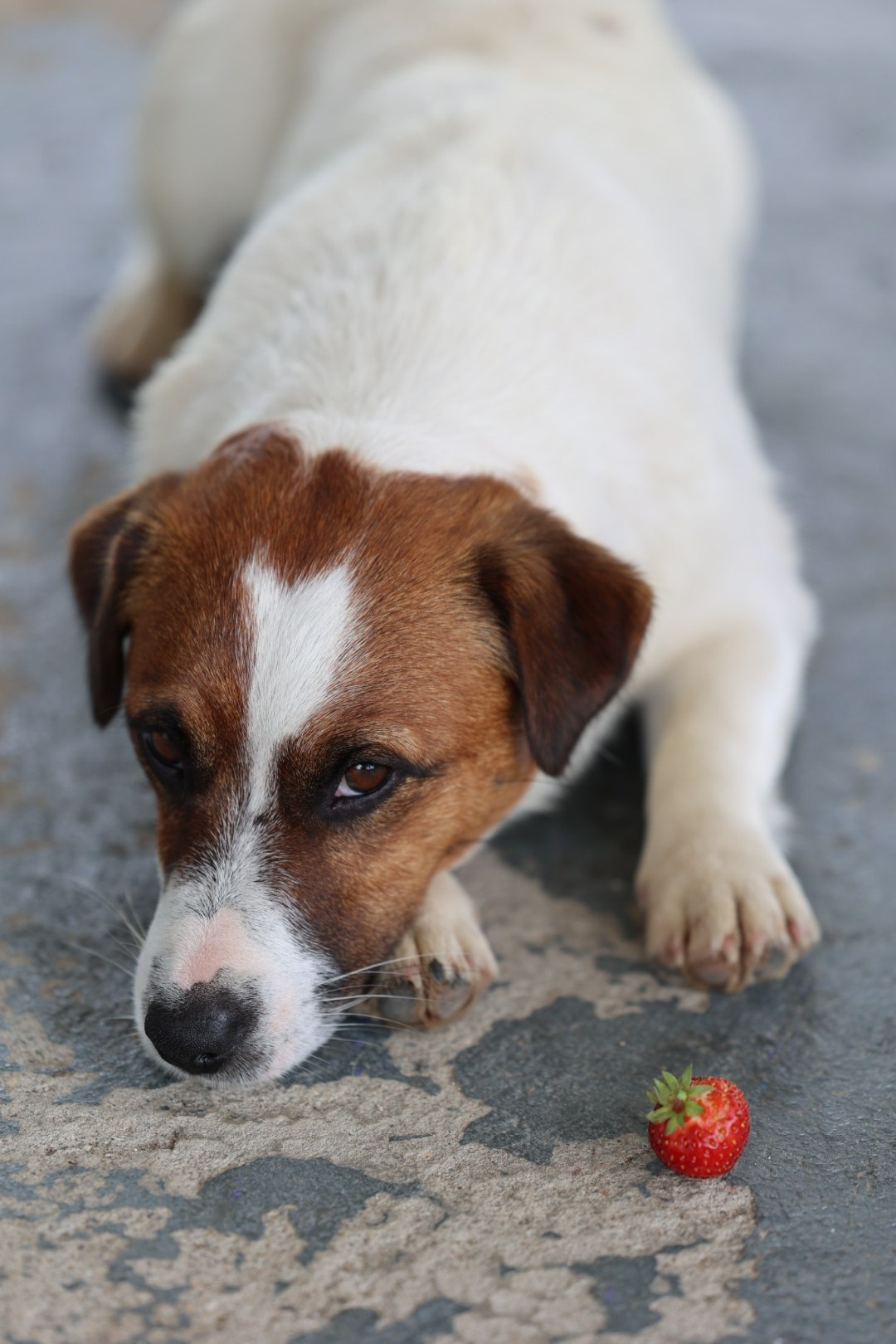 Любимое. Фотограф в Санкт-Петербурге Анна Сосновская