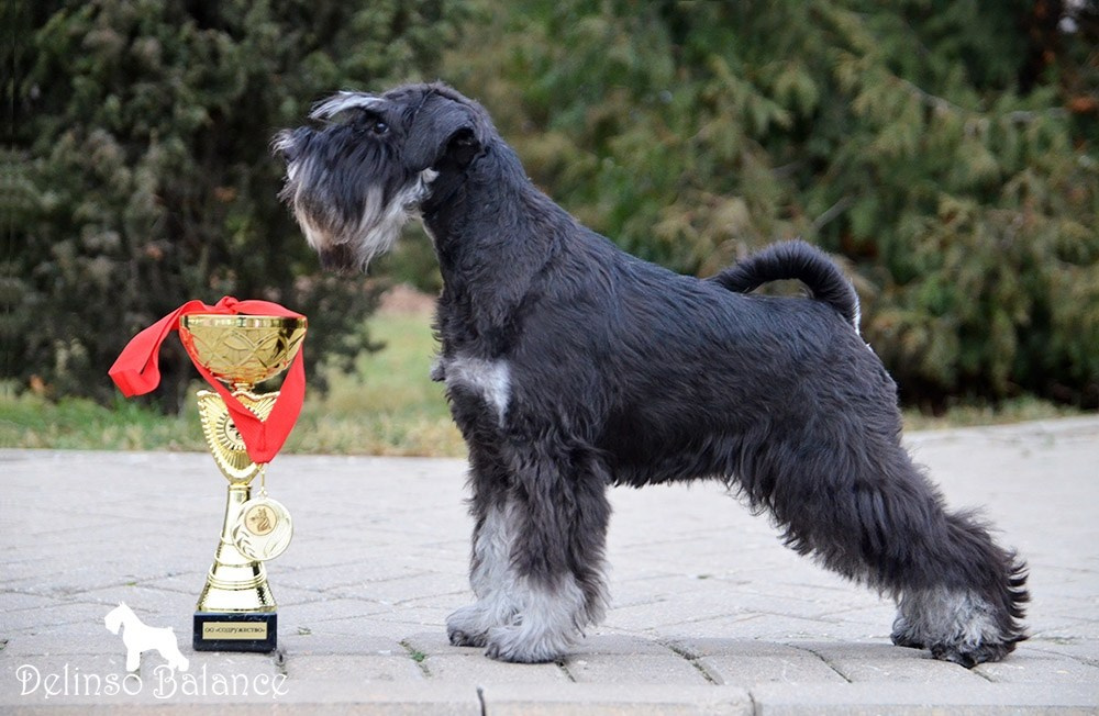 Питомник Делинсо Бэлэнс, щенки цвергшнауцера, купить щенка цвергшнауцера, питомник цвергшнауцеров, кобель цвергшнауцера для вязки, щенок цвергшнауцера, питомник цвергшнауцеров, черный с серебром, цверг, лучший питомник в беларуси