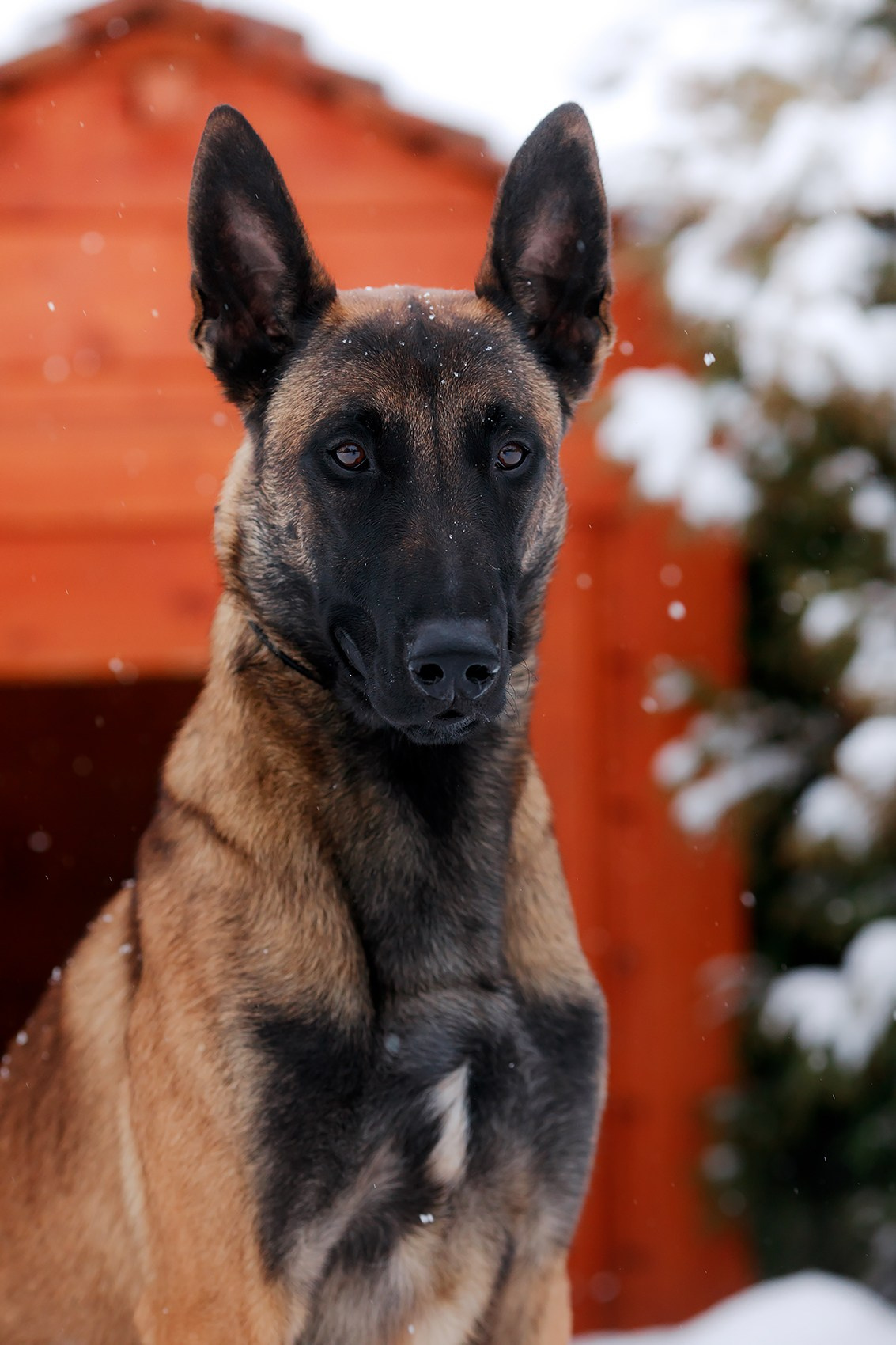 Зимние портреты. Фотограф-анималист Mary Mart — Москва, Питер