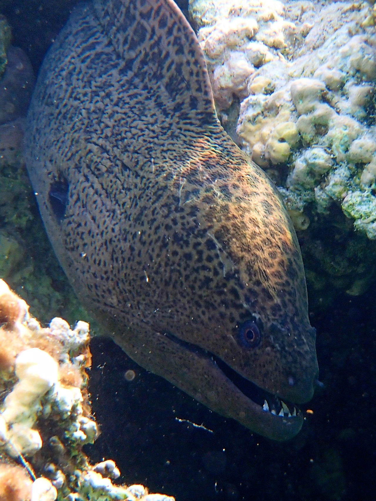 Мне посмотреть. Рыбов показываю