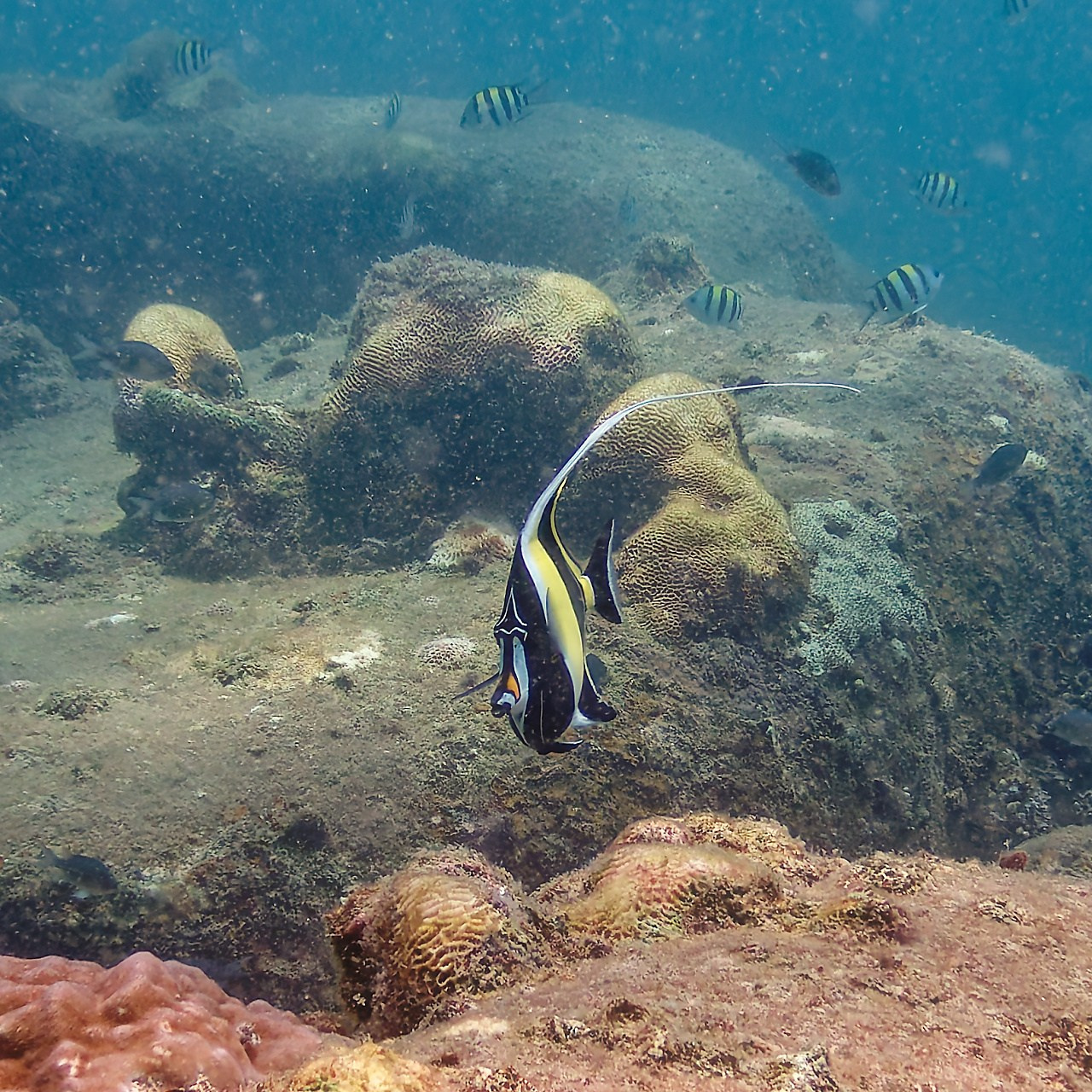 Мне посмотреть. Рыбов показываю