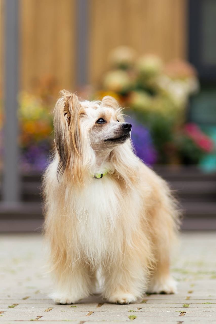 Poale Ell Veles. Chinese Crested Dog Kennel Poale Ell