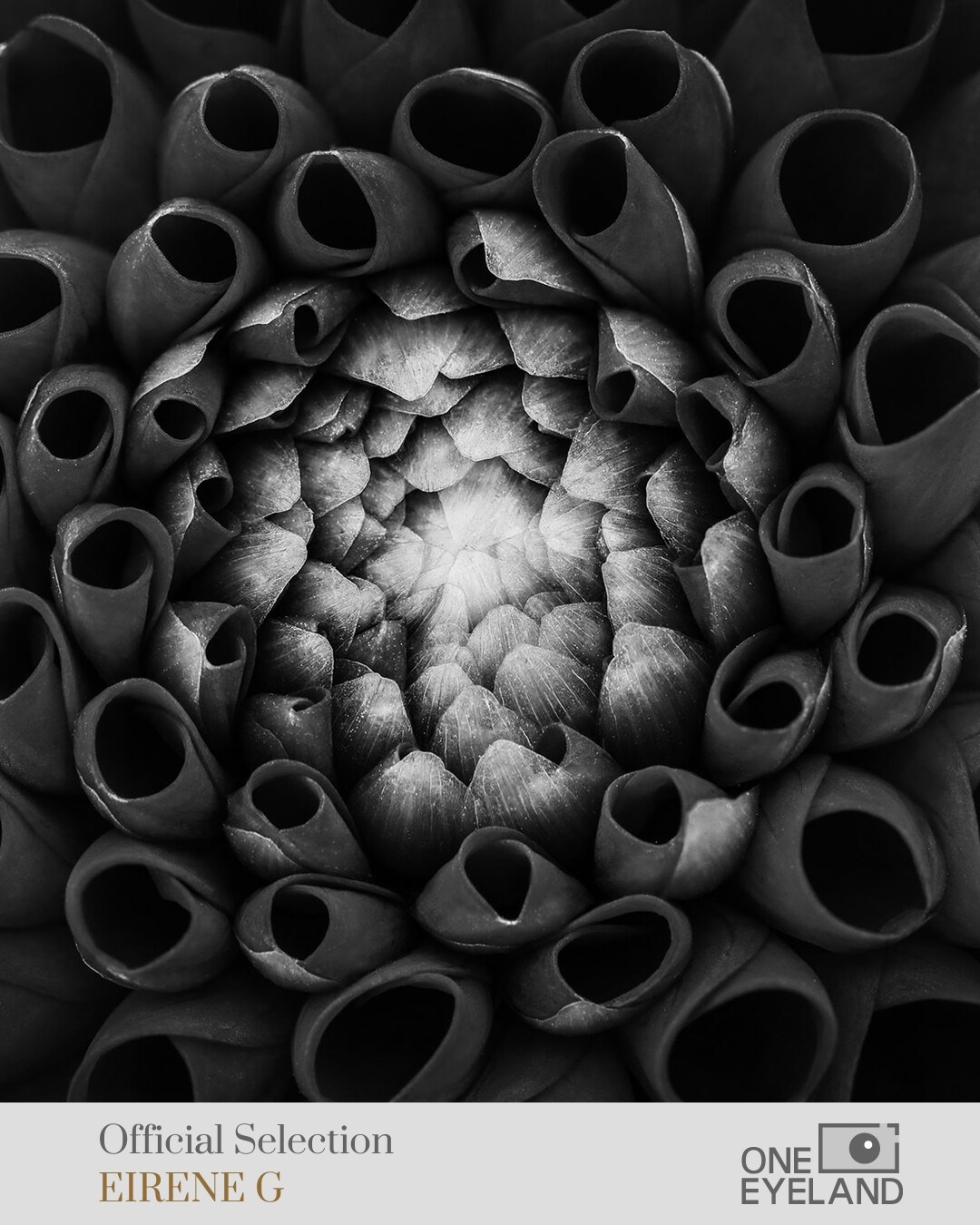 ONEEYELAND GALLERY. Eirene G |  Photoartist | Flowers from my garden