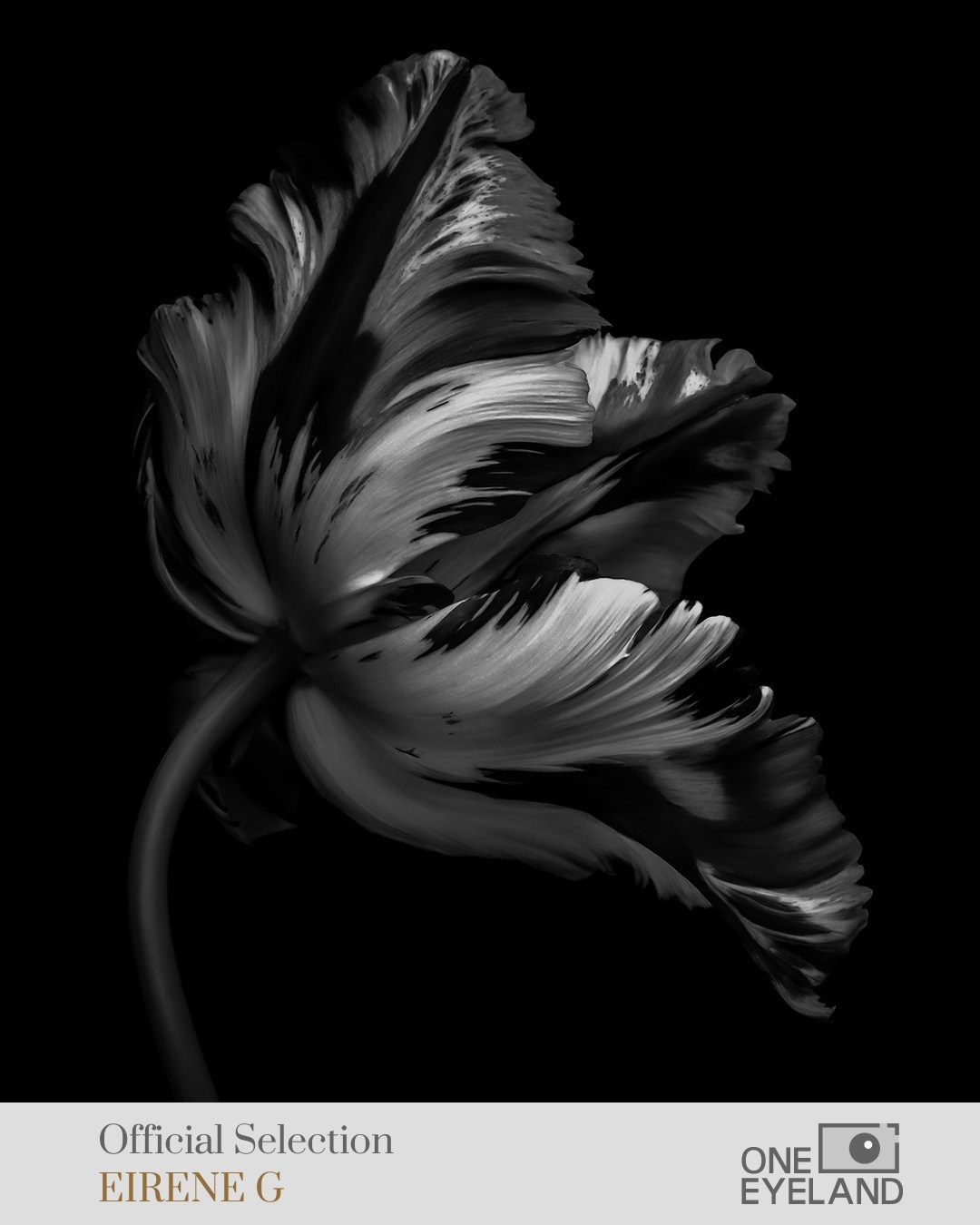 ONEEYELAND GALLERY. Eirene G |  Photoartist | Flowers from my garden