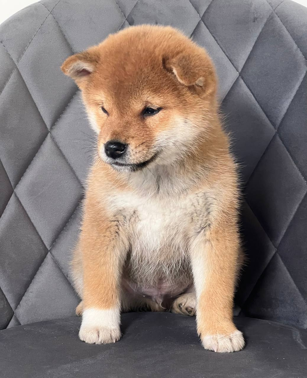 сиба питомник Рубилайт щенки на продажу rubylight  сиба щенки купить СПб Санкт-Петербург 