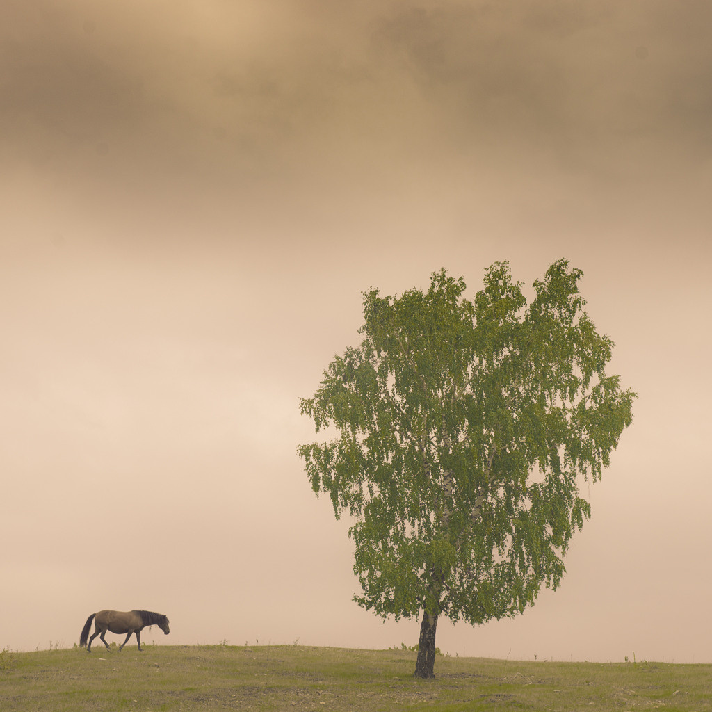 Наивно. Потрясающе. ALEXEY KRYLOV | Photography