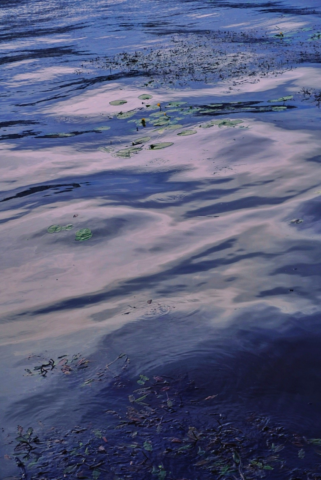 Природа. Настасья Проценко. Фотограф