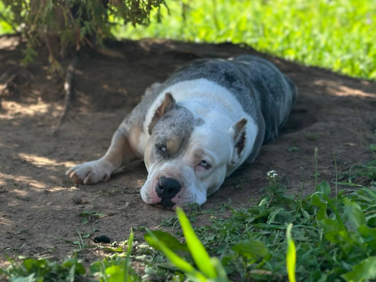 Lordli Of Gardens Blucha. Питомник американских булли Bounty Pride Bully