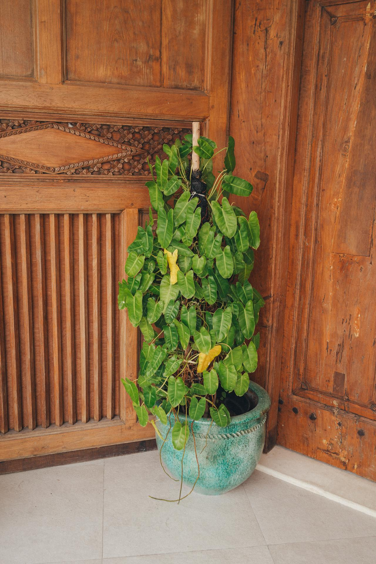 Mary and Oleg. Wedding photographer in Bali