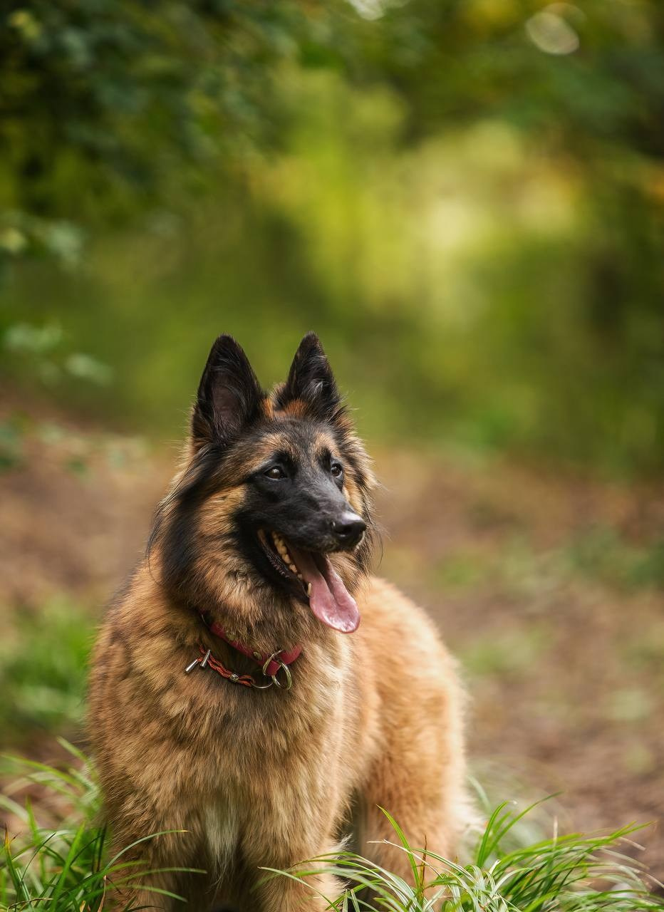 Фото Прогулки. Семейный фотограф анималист г. Находка