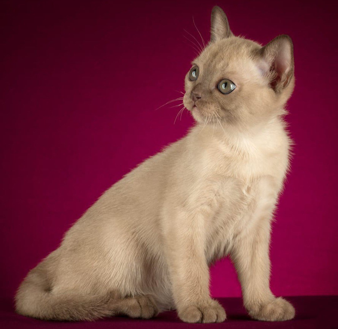 Котёнок американской бурмы. Las Burmas — питомник американской бурмы традиционных линий