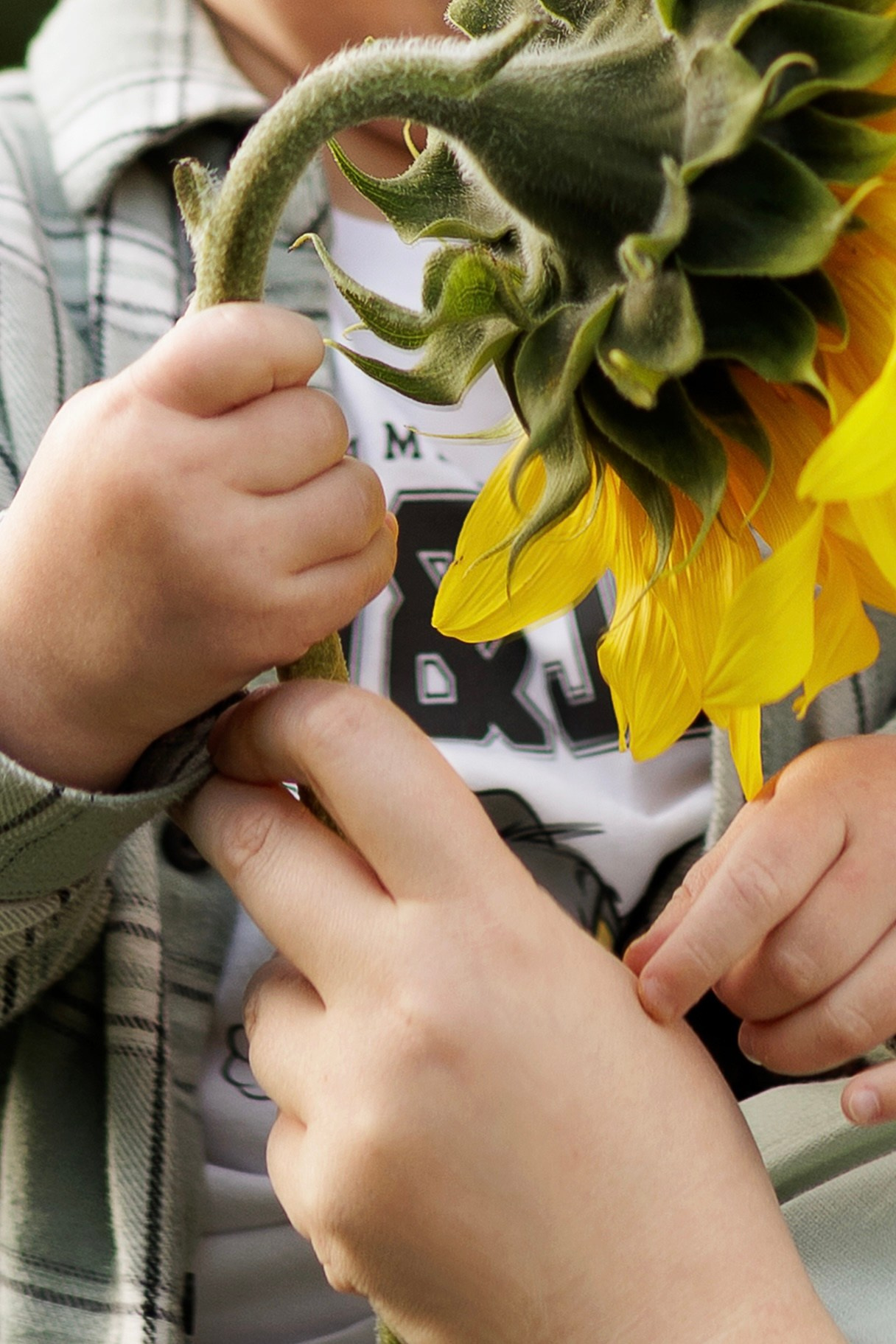 Фотосессия в подсолнухах в Екатеринбурге
