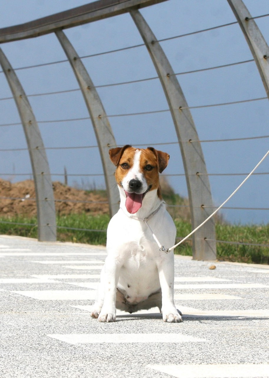 Diskaydzheks Uma Turman. Lovely-Orange питомник джек рассел терьеров