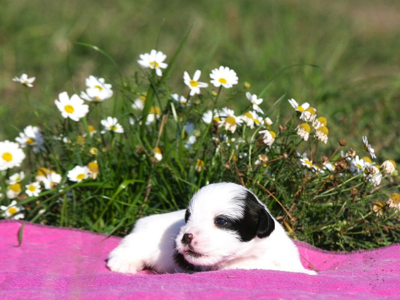 Сука 1. Lovely-Orange питомник джек рассел терьеров