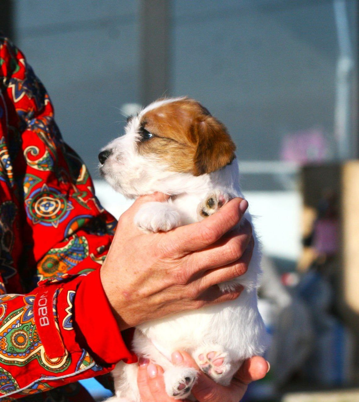 Кобель 1. Lovely-Orange питомник джек рассел терьеров