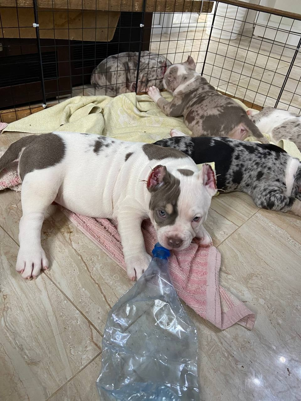 Свободные щенки Американский Булли, в типах покет, классик, стандарт. Американский Булли в г. Ростов-на-Дону. Питомник THE POWER OF SIBERIA