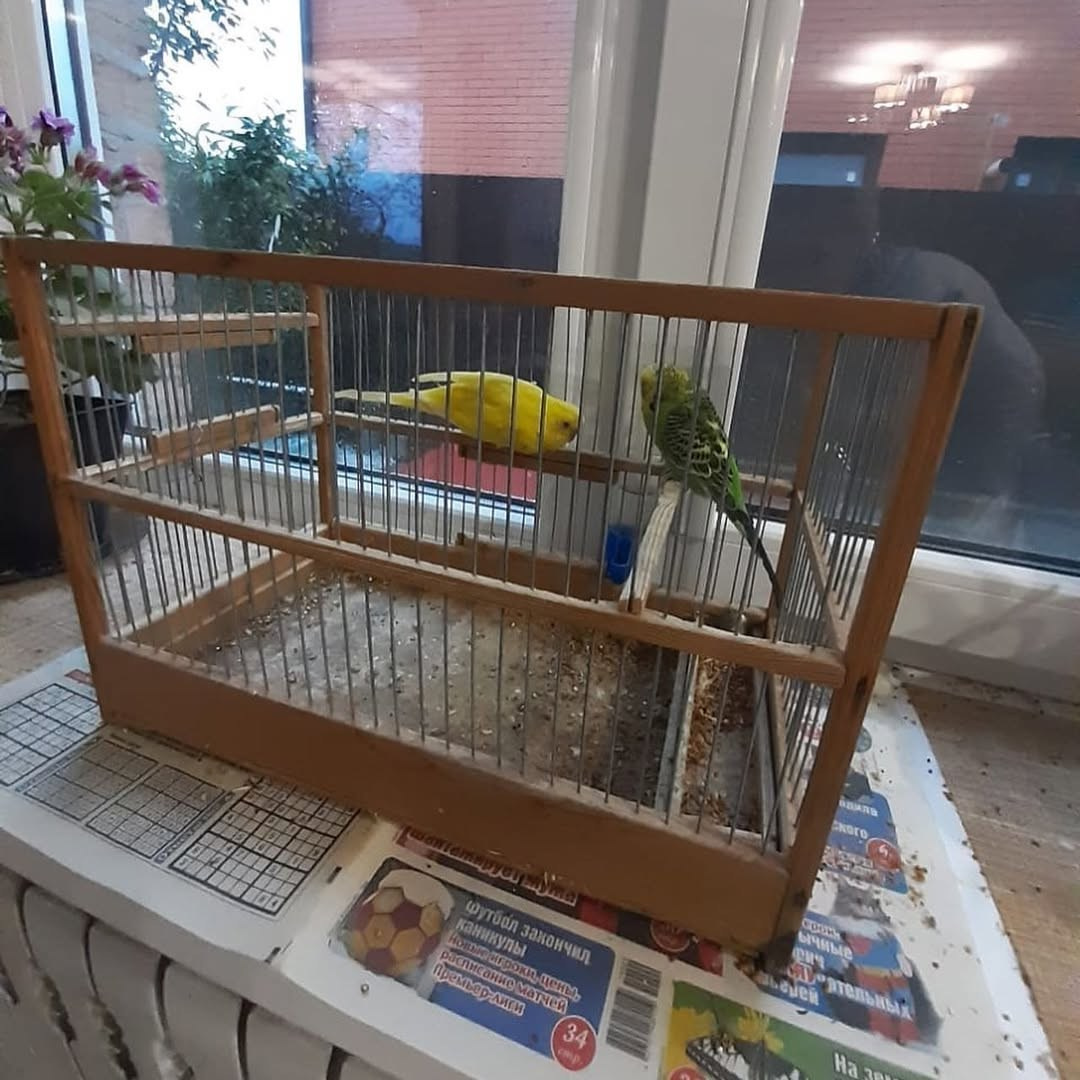 🐾 ДОМАШНЯЯ ВЫСТАВКА ПИТОМЦЕВ: КТО У КОГО ЖИВЁТ? 🐱🐶