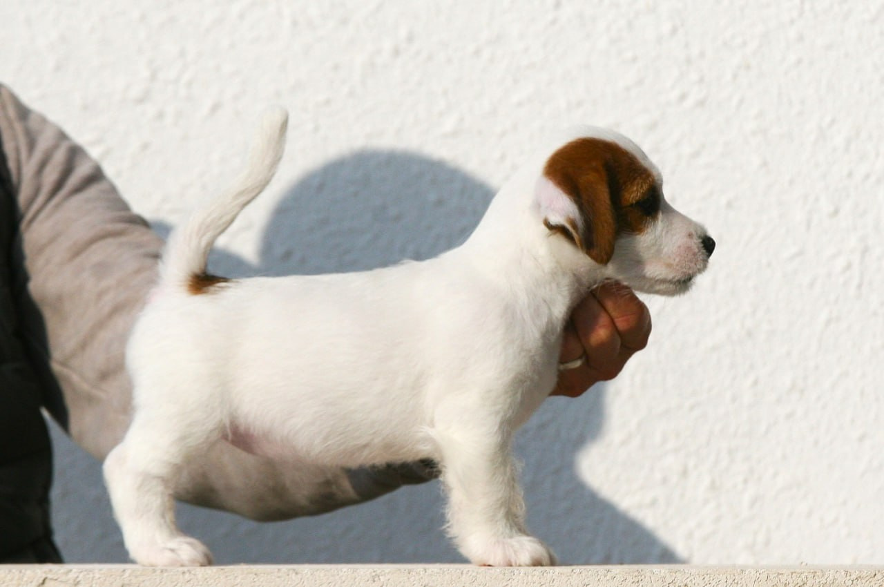 Female 1 brocken not available at this moment. Lovely-Orange питомник джек рассел терьеров