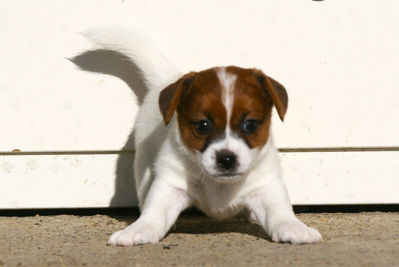 Сука 2. Lovely-Orange питомник джек рассел терьеров