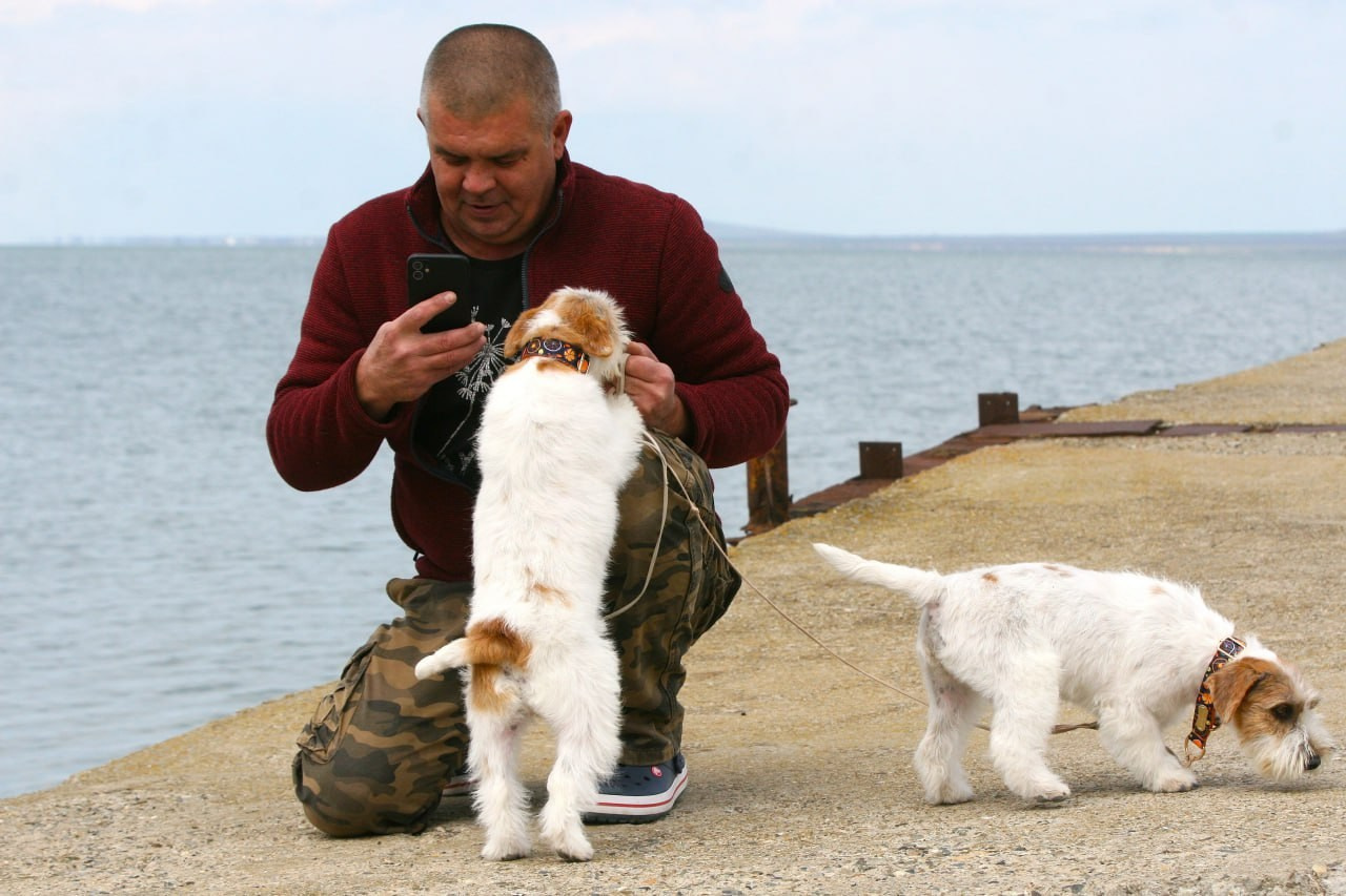 Жизнь питомника. Lovely-Orange питомник джек рассел терьеров