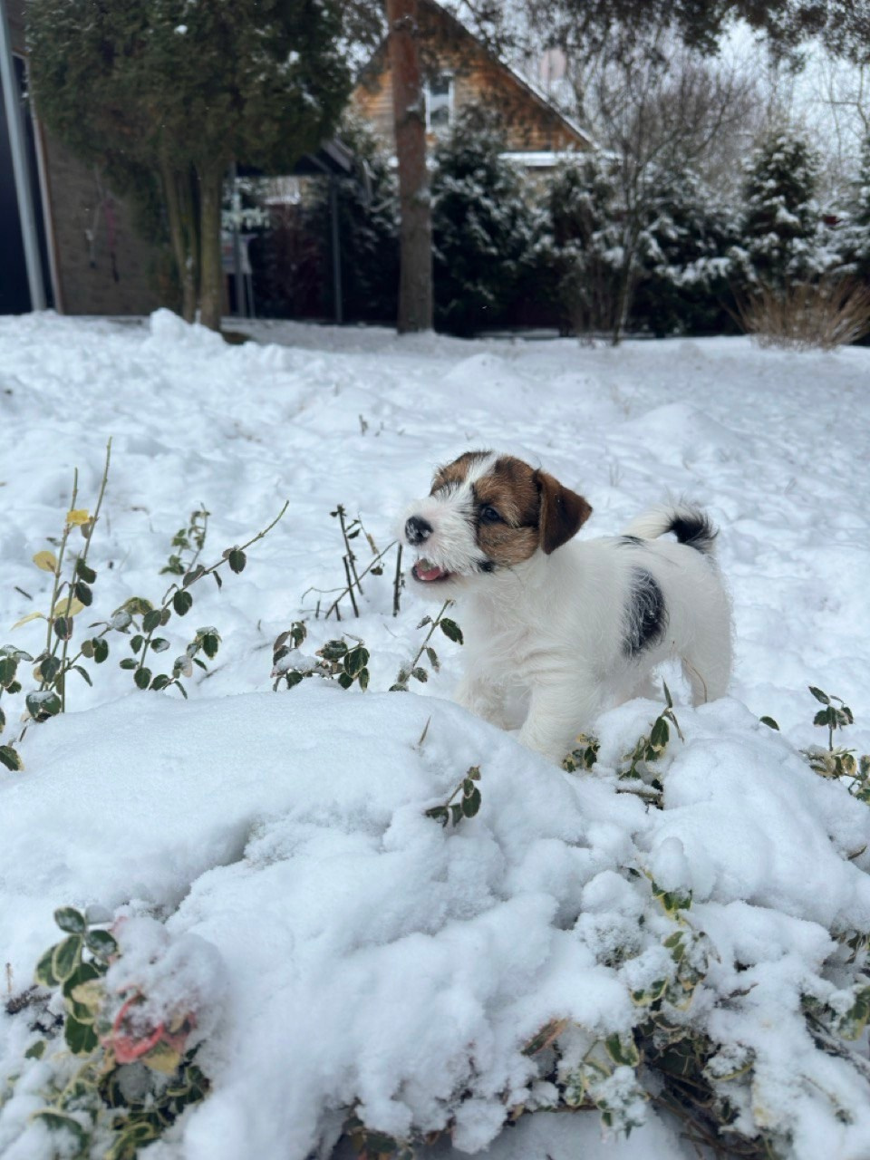 BELIEVE ME. Lovely-Orange питомник джек рассел терьеров